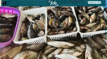 أسعار وأنواع الأسماك في دمياط الأحد: البوري بـ100 والبلطي 60 جنيهًا